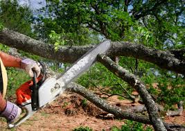 El Cajon, CA  Tree Services Company