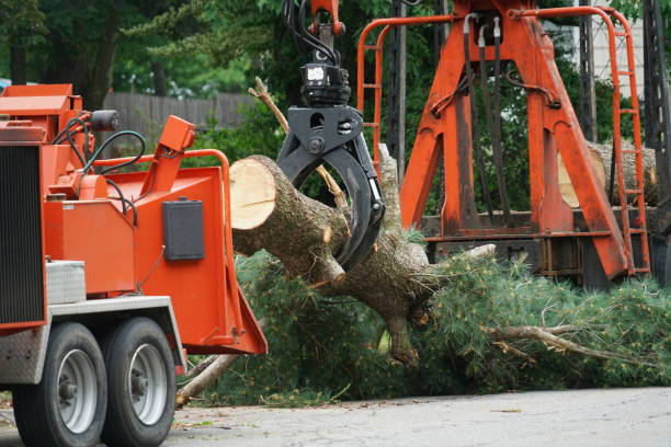 Best Tree Maintenance Programs  in El Jon, CA