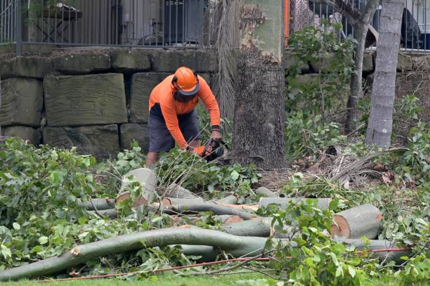 Why Choose Our Tree Removal Services in El Cajon, CA?